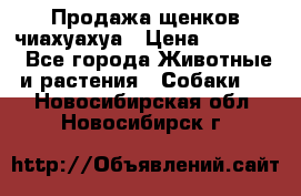 Продажа щенков чиахуахуа › Цена ­ 12 000 - Все города Животные и растения » Собаки   . Новосибирская обл.,Новосибирск г.